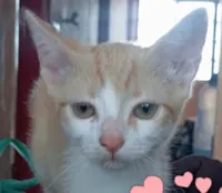 Gato raça SRD-ViraLata idade 2 a 6 meses nome Nino 