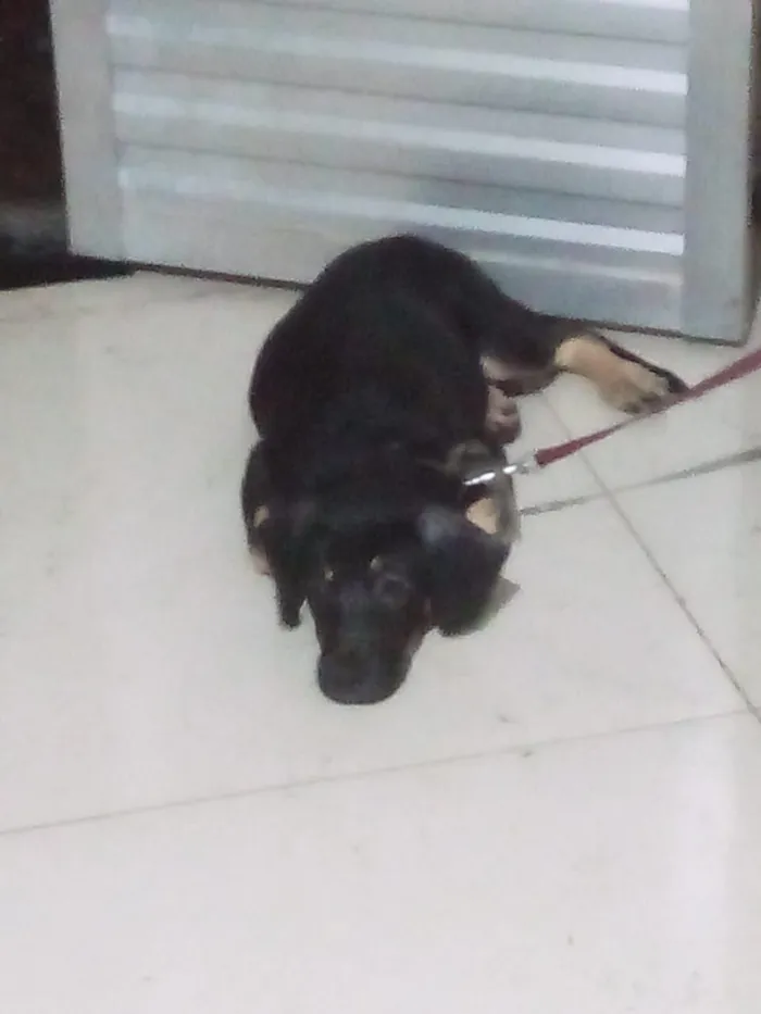 Cachorro raça Pastor Alemão idade 2 a 6 meses nome Leopoldo 