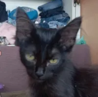 Gato raça SRD-ViraLata idade 2 a 6 meses nome Pietro 