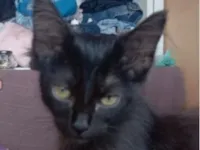 Gato raça SRD-ViraLata idade 2 a 6 meses nome Pietro 