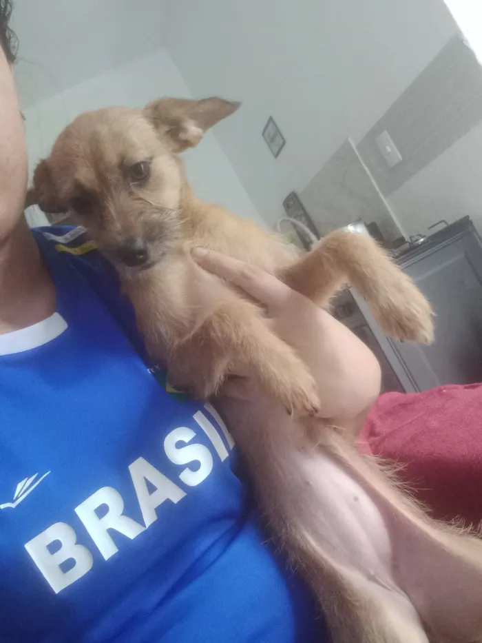 Cachorro raça SRD-ViraLata idade 2 a 6 meses nome Dunba