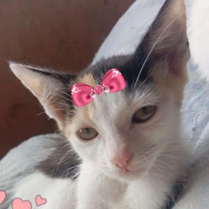 Gato raça SRD-ViraLata idade 2 a 6 meses nome Ane 