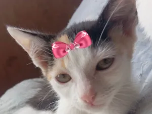 Gato raça SRD-ViraLata idade 2 a 6 meses nome Ane 