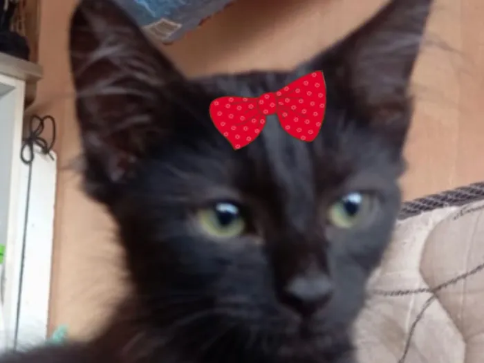 Gato raça SRD-ViraLata idade 2 a 6 meses nome Kika 