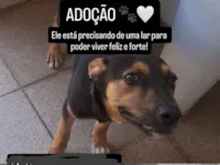Cachorro raça SRD-ViraLata idade 2 a 6 meses nome Bud 