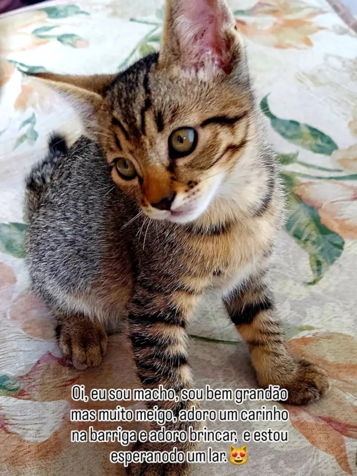 Gato raça SRD-ViraLata idade 2 a 6 meses nome Tigrao