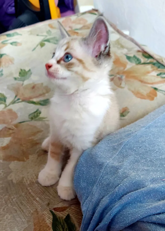 Gato raça SRD-ViraLata idade 2 a 6 meses nome Branquinho