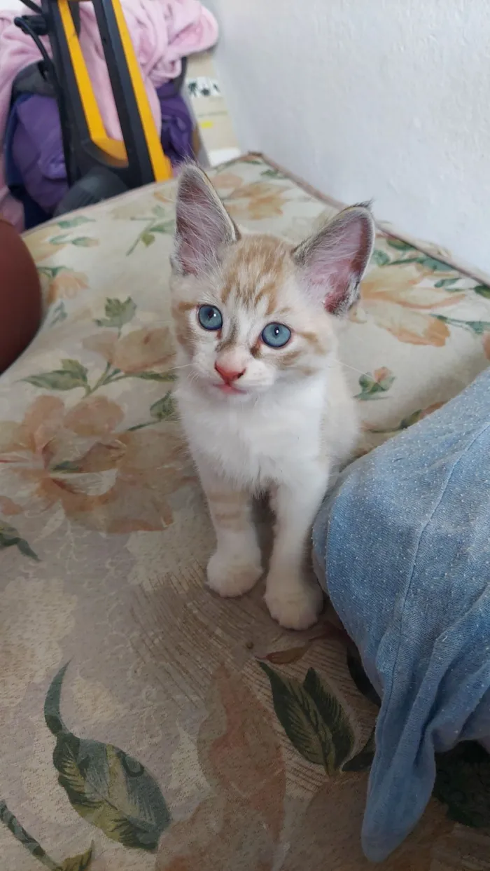 Gato raça SRD-ViraLata idade 2 a 6 meses nome Branquinho