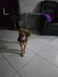 Cachorro raça SRD-ViraLata idade 2 a 6 meses nome duke 