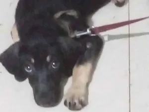 Cachorro raça Pastor Alemão idade 2 a 6 meses nome Leopoldo 