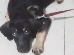 Cachorro raça Pastor Alemão idade 2 a 6 meses nome Leopoldo 