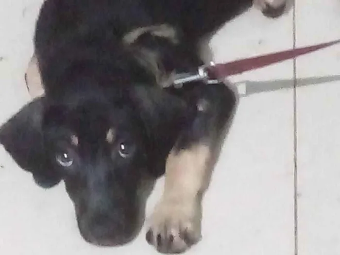 Cachorro raça Pastor Alemão idade 2 a 6 meses nome Leopoldo 