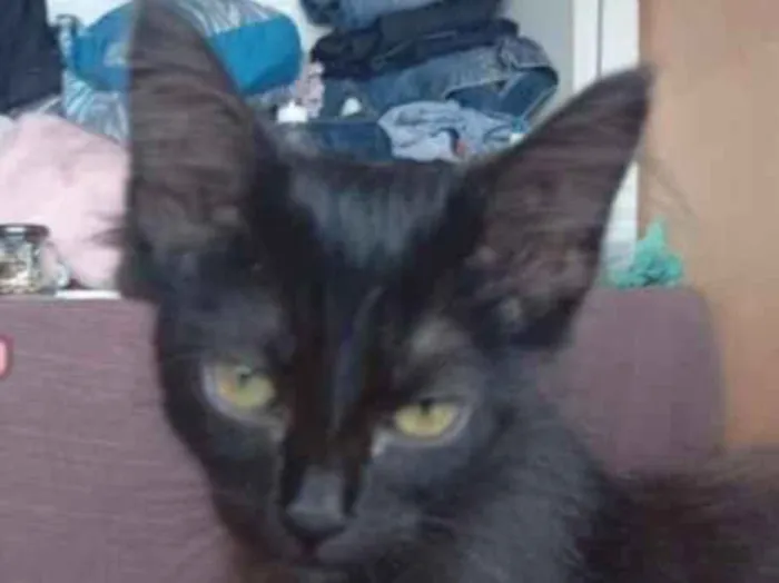 Gato raça SRD-ViraLata idade 2 a 6 meses nome Pietro 