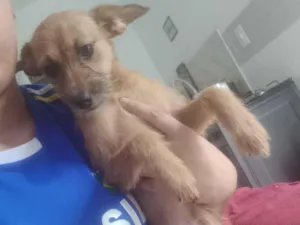 Cachorro raça SRD-ViraLata idade 2 a 6 meses nome Dunba