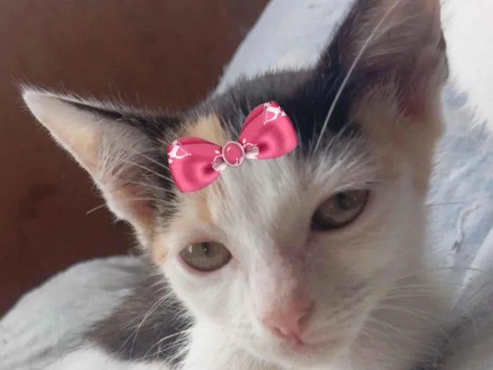 Gato raça SRD-ViraLata idade 2 a 6 meses nome Ane 