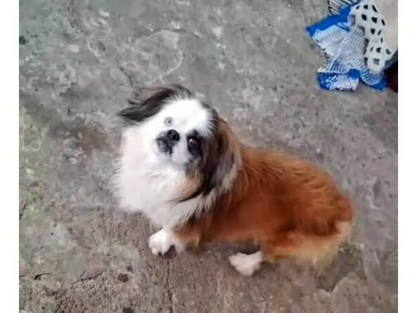 Cachorro raça Pequinês idade 2 anos nome Toy