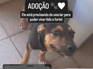 Cachorro raça SRD-ViraLata idade 2 a 6 meses nome Bud 