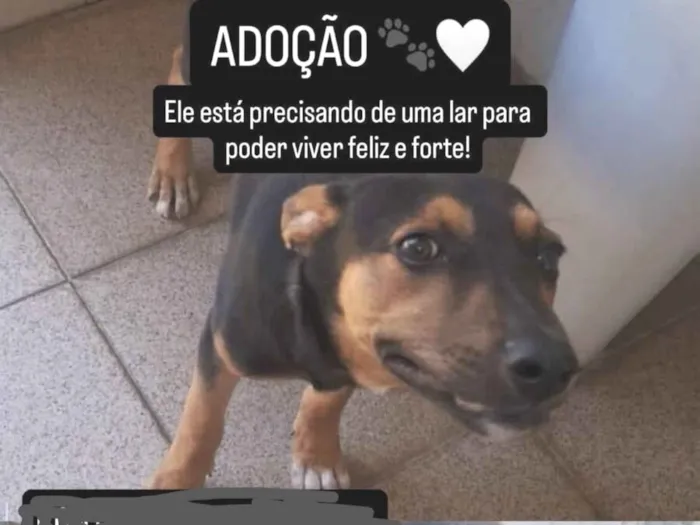 Cachorro raça SRD-ViraLata idade 2 a 6 meses nome Bud 