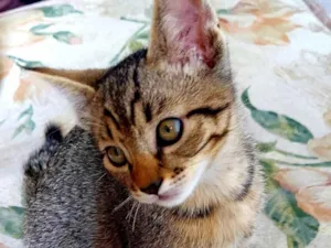 Gato raça SRD-ViraLata idade 2 a 6 meses nome Tigrao