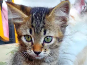 Gato raça SRD-ViraLata idade 2 a 6 meses nome Tigresa