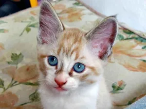 Gato raça SRD-ViraLata idade 2 a 6 meses nome Branquinho