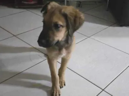 Cachorro raça SRD-ViraLata idade 2 a 6 meses nome duke 