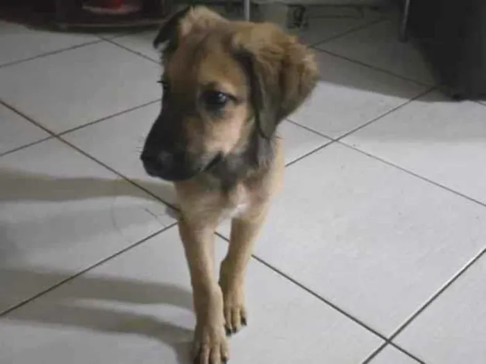 Cachorro raça SRD-ViraLata idade 2 a 6 meses nome duke 