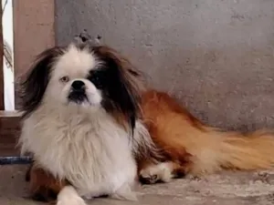 Cachorro raça Pequinês idade 2 anos nome Toy