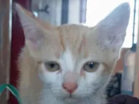 Gato raça SRD-ViraLata idade 2 a 6 meses nome Nino 