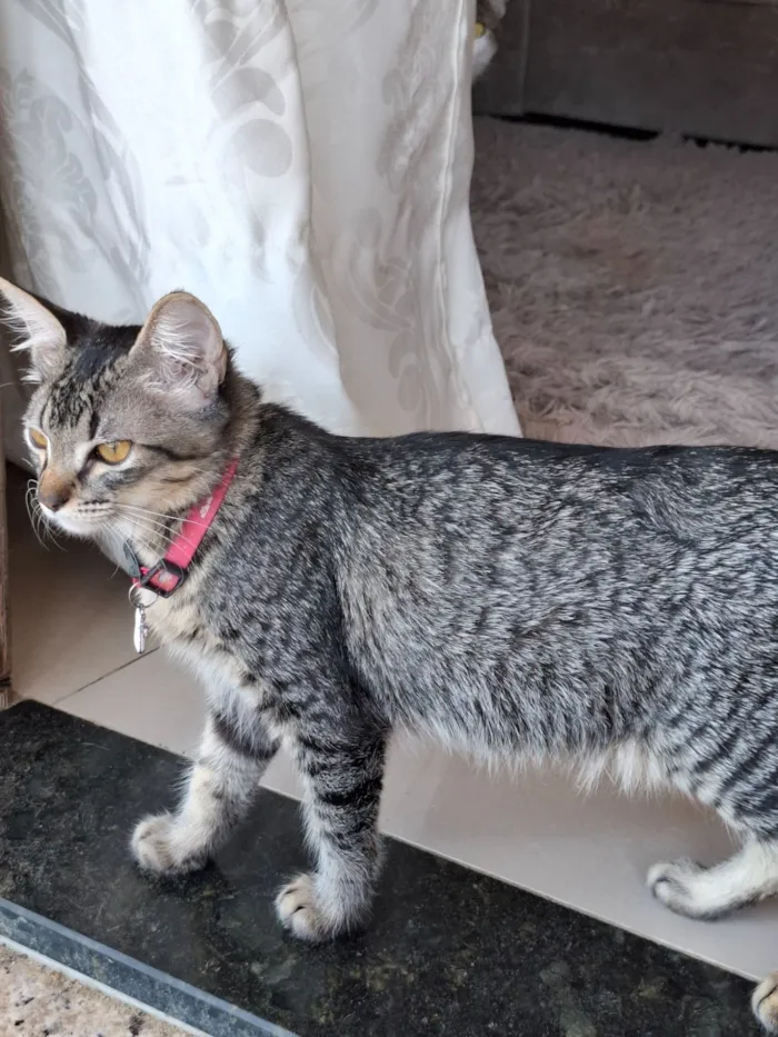 Gato raça SRD-ViraLata idade 1 ano nome Nala