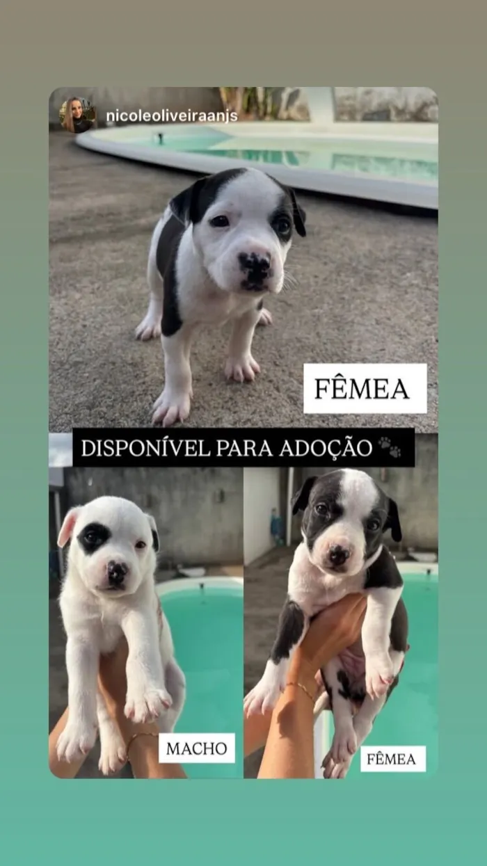 Cachorro raça SRD-ViraLata idade Abaixo de 2 meses nome Filhote