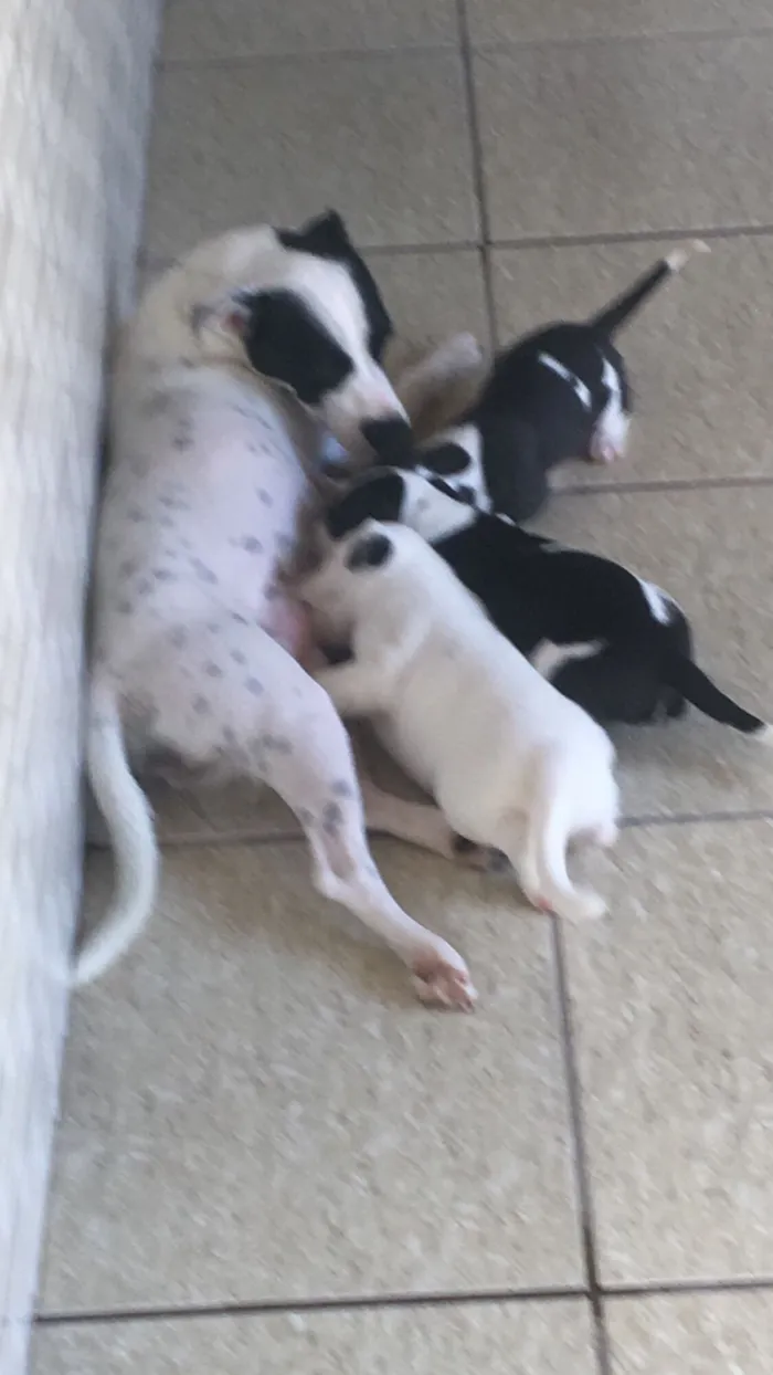 Cachorro raça SRD-ViraLata idade Abaixo de 2 meses nome Filhote