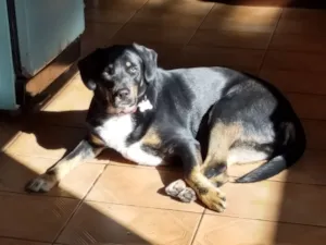 Cachorro raça SRD-ViraLata idade 6 ou mais anos nome Guto