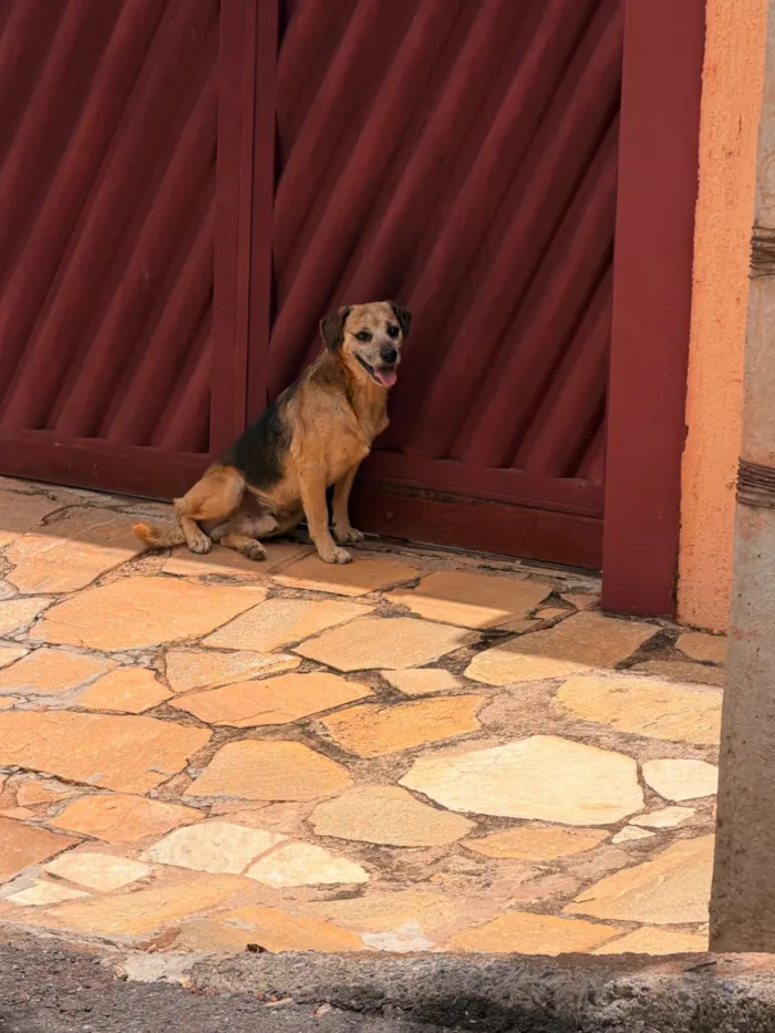 Cachorro raça SRD-ViraLata idade 3 anos nome Nicolle Silva 