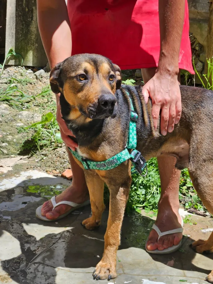 Cachorro raça SRD-ViraLata idade 1 ano nome Bilu
