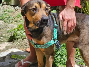 Cachorro raça SRD-ViraLata idade 1 ano nome Bilu