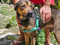 Cachorro raça SRD-ViraLata idade 1 ano nome Bilu