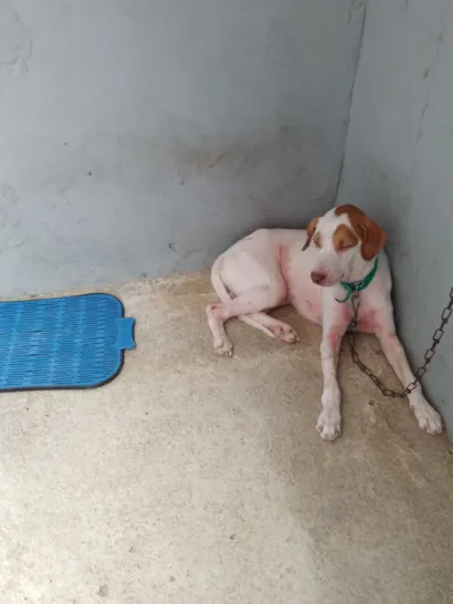 Cachorro raça Pit-Bull idade 2 anos nome Marley