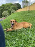 Cachorro raça SRD-ViraLata idade 1 ano nome Luke Skywalker