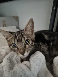 Gato raça SRD-ViraLata idade 2 a 6 meses nome Kim