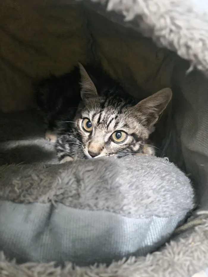 Gato raça SRD-ViraLata idade 2 a 6 meses nome Kim