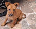 Cachorro raça SRD-ViraLata idade 2 a 6 meses nome loocky