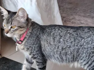 Gato raça SRD-ViraLata idade 1 ano nome Nala