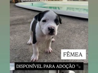 Cachorro raça SRD-ViraLata idade Abaixo de 2 meses nome Filhote