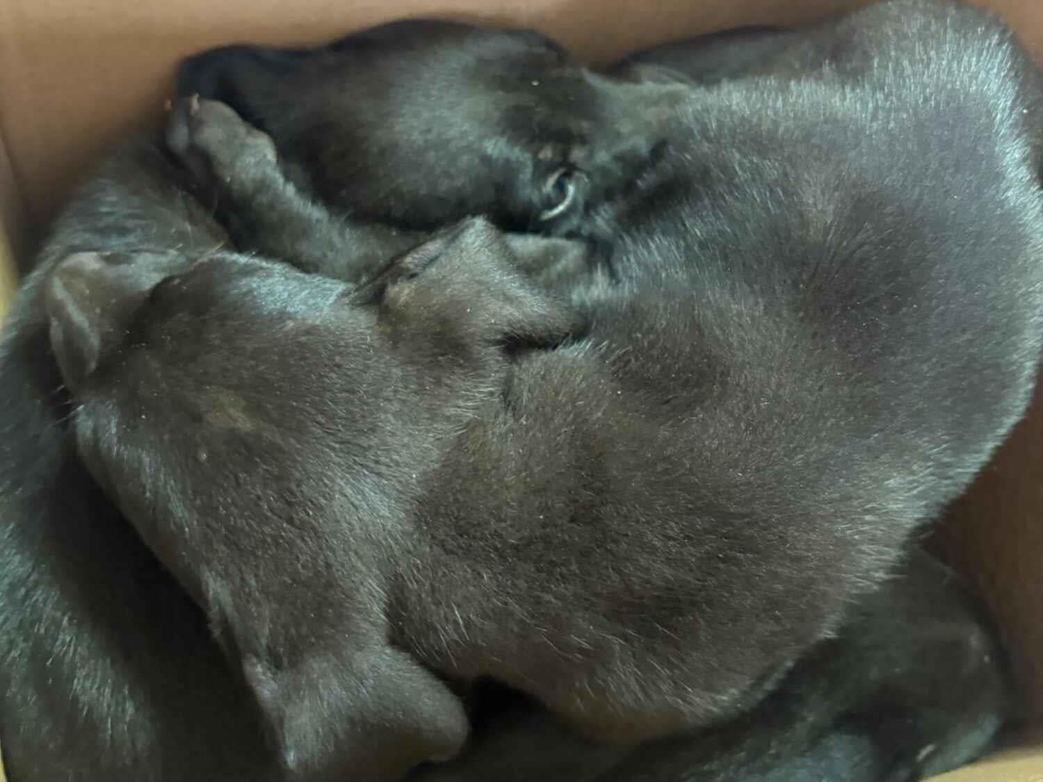 Cachorro raça SRD-ViraLata idade Abaixo de 2 meses nome Rafaela 