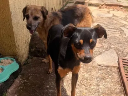 Cachorro raça SRD-ViraLata idade 3 anos nome Nicolle Silva 