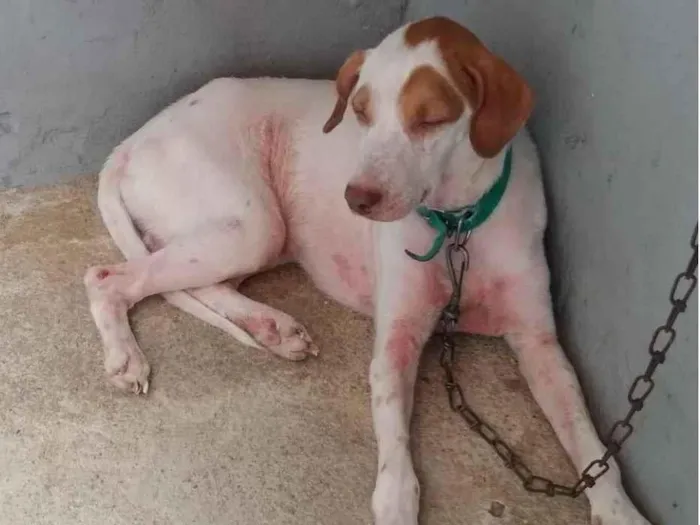 Cachorro raça Pit-Bull idade 2 anos nome Marley