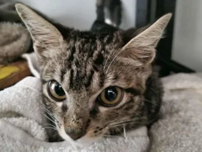 Gato raça SRD-ViraLata idade 2 a 6 meses nome Kim