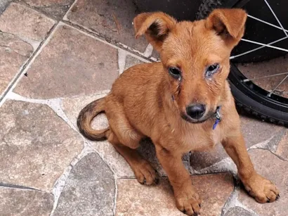 Cachorro raça SRD-ViraLata idade 2 a 6 meses nome loocky
