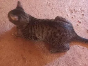 Gato raça SRD-ViraLata idade 7 a 11 meses nome Tigresa